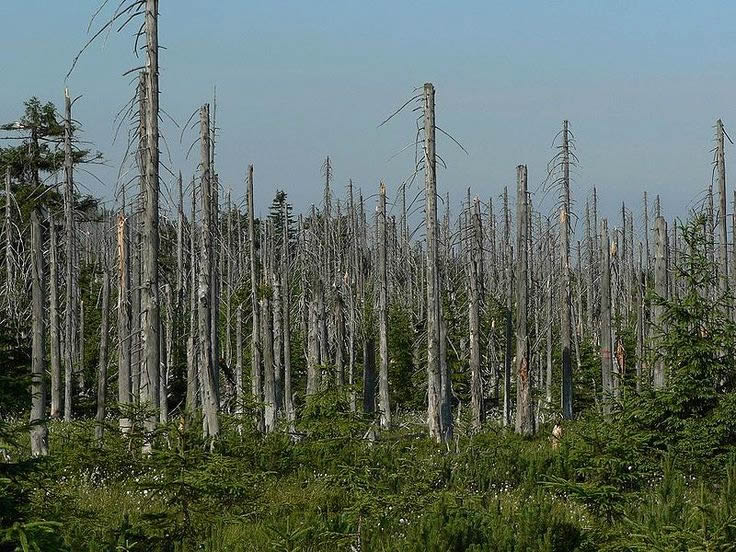 forest damaged by acid rain