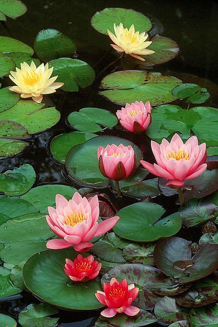 Water lilies, a kind of adaptations