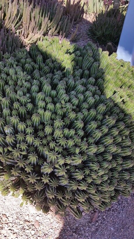 Succulents of the Subtropical Desert - Euphorbia echinus
