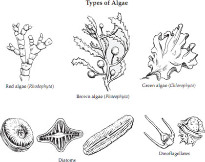 types of alga