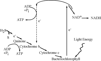 Anaerobic Photosynthesis Process
