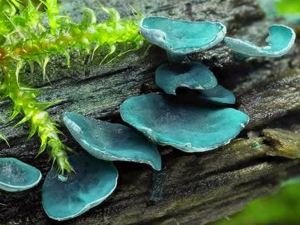 Chlorociboria aeruginascens. Fieldstack from a beautifully colored ascomycete (Cup fungus) growing on a rotten log (Alnus) in a wet swampy forest. The wood, although not clearly visible in this shot, is also deeply stained with this bluish-green. 