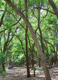 Tropical Rain/Dry Mixed Forests