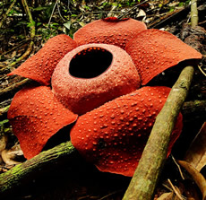 rafflesia