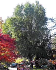 Ginkgo tree