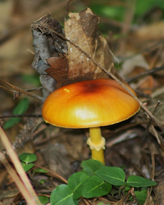 Basidioporic Fungi 
