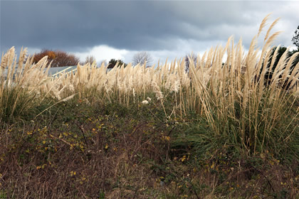 Invasive Plants