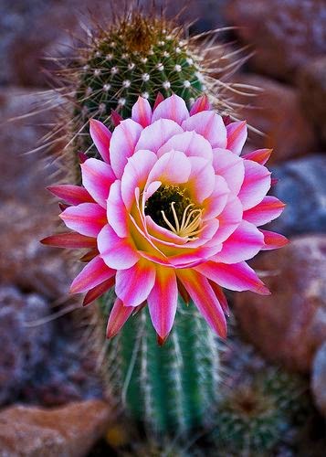 Pink Cactus Flower..... Maybe I will go back to my El Paso roots, it won't require as much attention or water! 