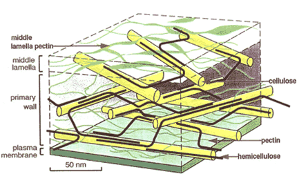 Primary Cell Wall