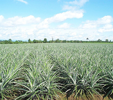 Nontraditional Crops