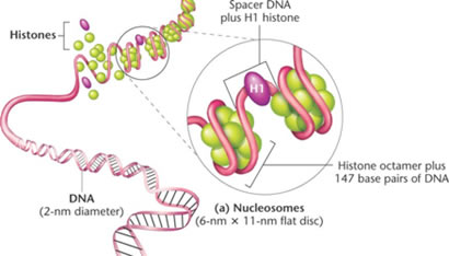 Nucleosomes and Solenoids