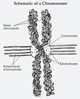 schematic of chromosome