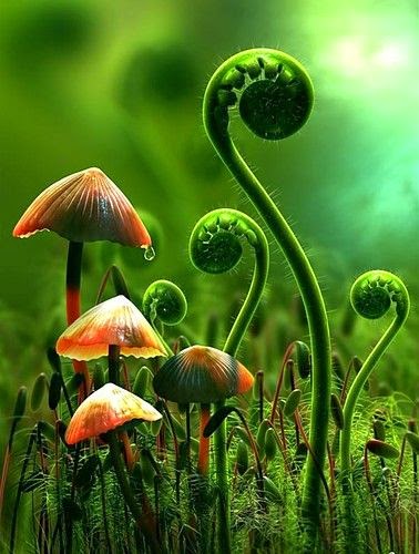 Forest Floor, Pacific Northwest Rain Forest, Oregon photo by mysticism via sunsurfer on tumblr. So enchanting.