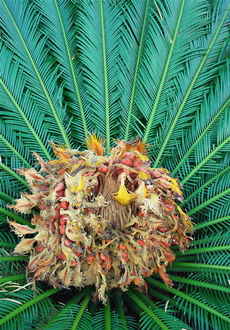 Cycad Structure