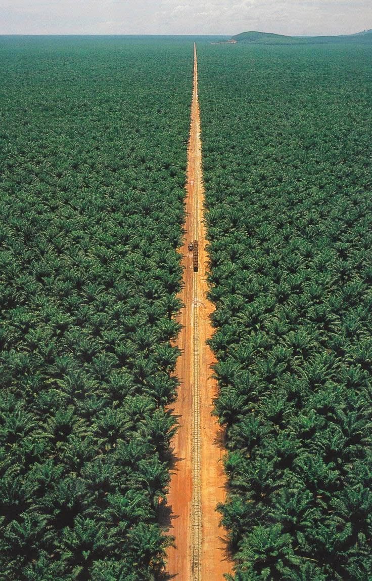 Worldwide demand for palm oil has increased sharply over the last few years. With 54 million tons in 2011, it is the most widely produced vegetable oil worldwide. It has the highest yield of any oil crop and is the cheapest vegetable oil to produce and refine. Today, rainforest area the equivalent of 300 soccer fields is being destroyed every hour to meet the production demands.