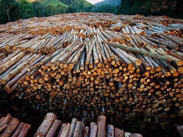 nonsustainable timber harvesting