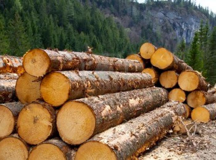 Timber logging pine forest in Austrian Alps