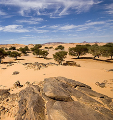 Desert Vegetation