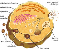 Roles of Endocytosis and Exocytosis