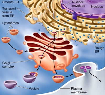 Endomembrane System and Golgi Complex
