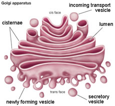 Golgi complex