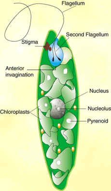 Euglenoid structure