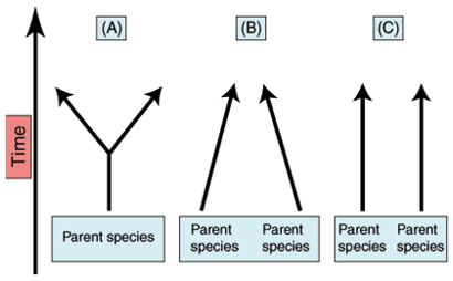 Evolution: Convergent and Divergent