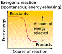 Exergonic Reactions