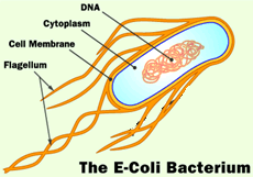 Bacterial Flagella