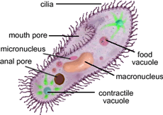 Eukaryotic Flagella and Cilia