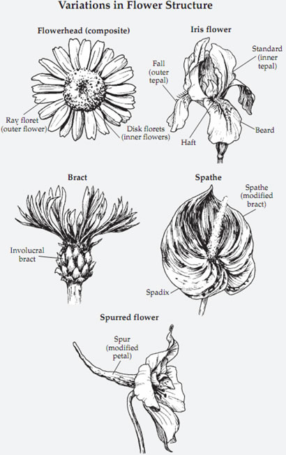 Variations in flower structure