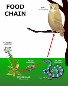 Food Chain