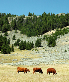 Grazing Practices and Problems
