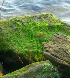 Green Algae