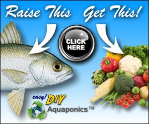 Easy DIY Aquaponics