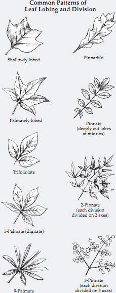 common patterns of leaf lobing and division