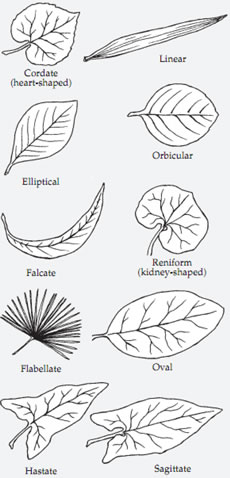 Leaf Shapes 