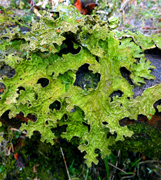 Leafy Liverworts