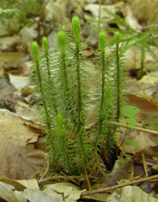 Lycophytes