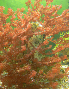 Marine Plants Habitats