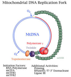 Genes Encoded by Mitochondrial DNA
