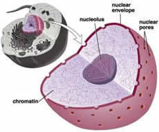 Nucleoplasm