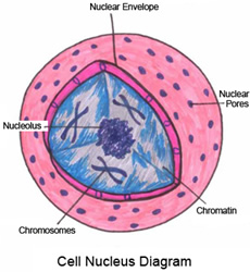Cell nucleus diagram