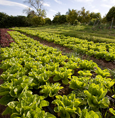 Tenets of Organic Farming