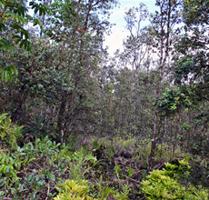 Fiji Islands Flora