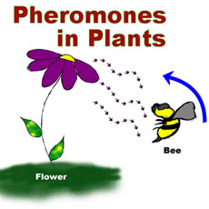 Pheromones in plants