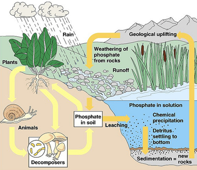 Phosphorus and Plants
