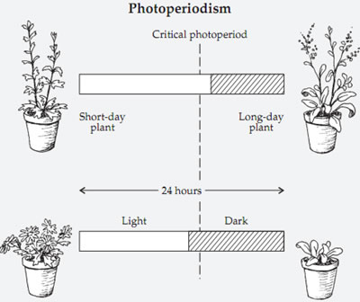 Photoperiodic Classification