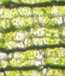 Plant Cells, Molecular Level