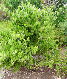 Jojoba (Simmondsia chinensis)